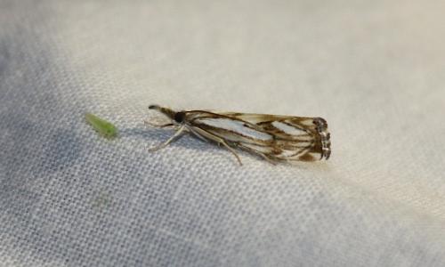 Réf. 209 400 : Catoptria falsella